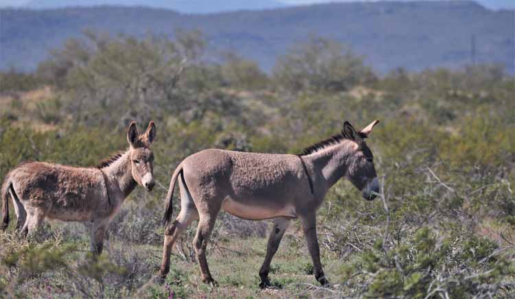 donkeys